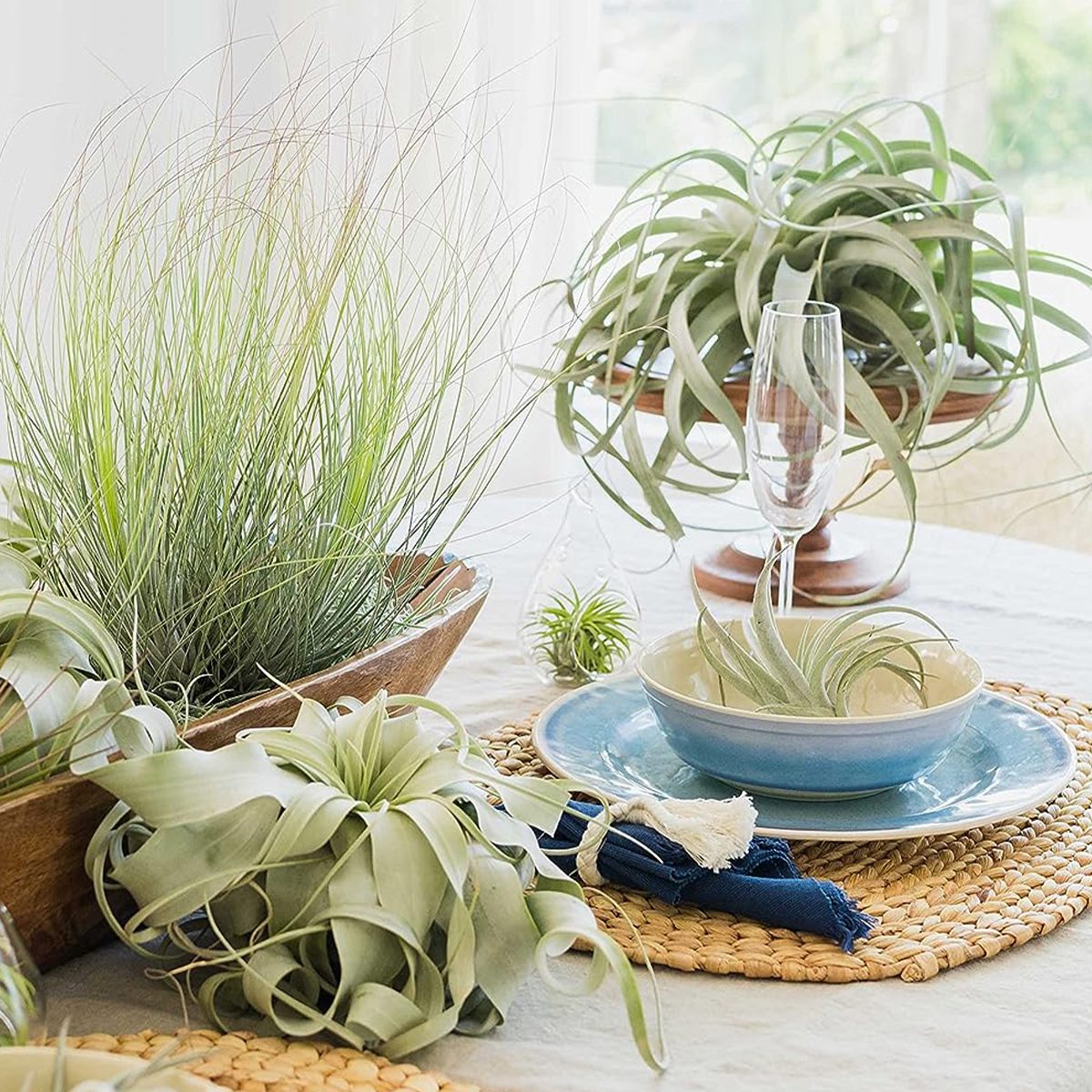 Tillandsia 'curly Slim'