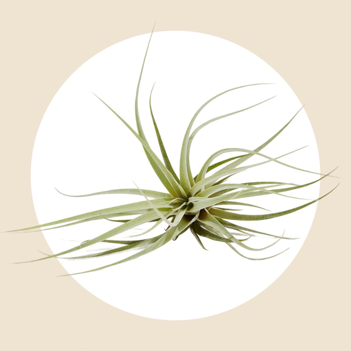 Tillandsia 'silver Queen