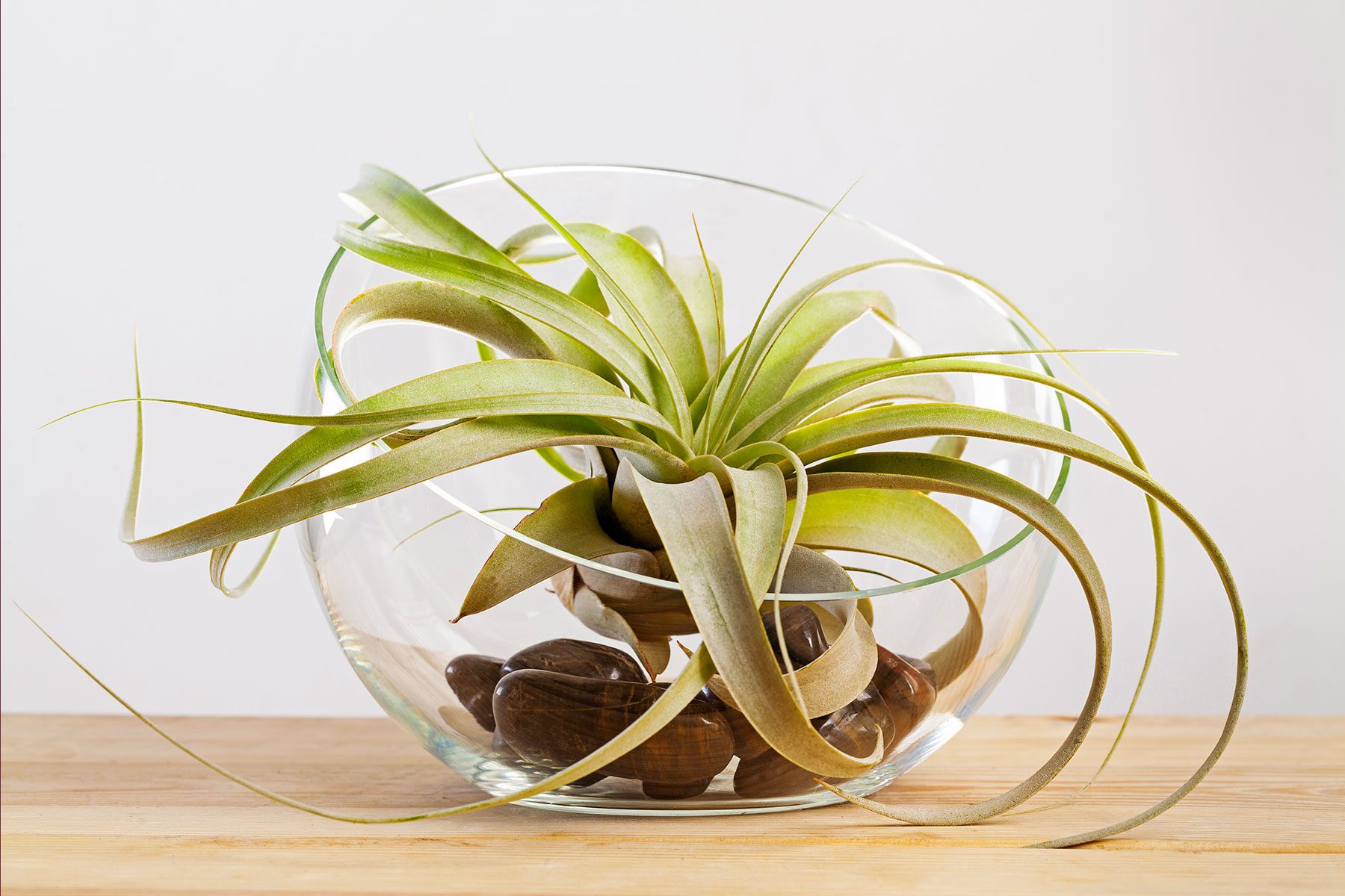 Everything You Need to Know About Air Plants