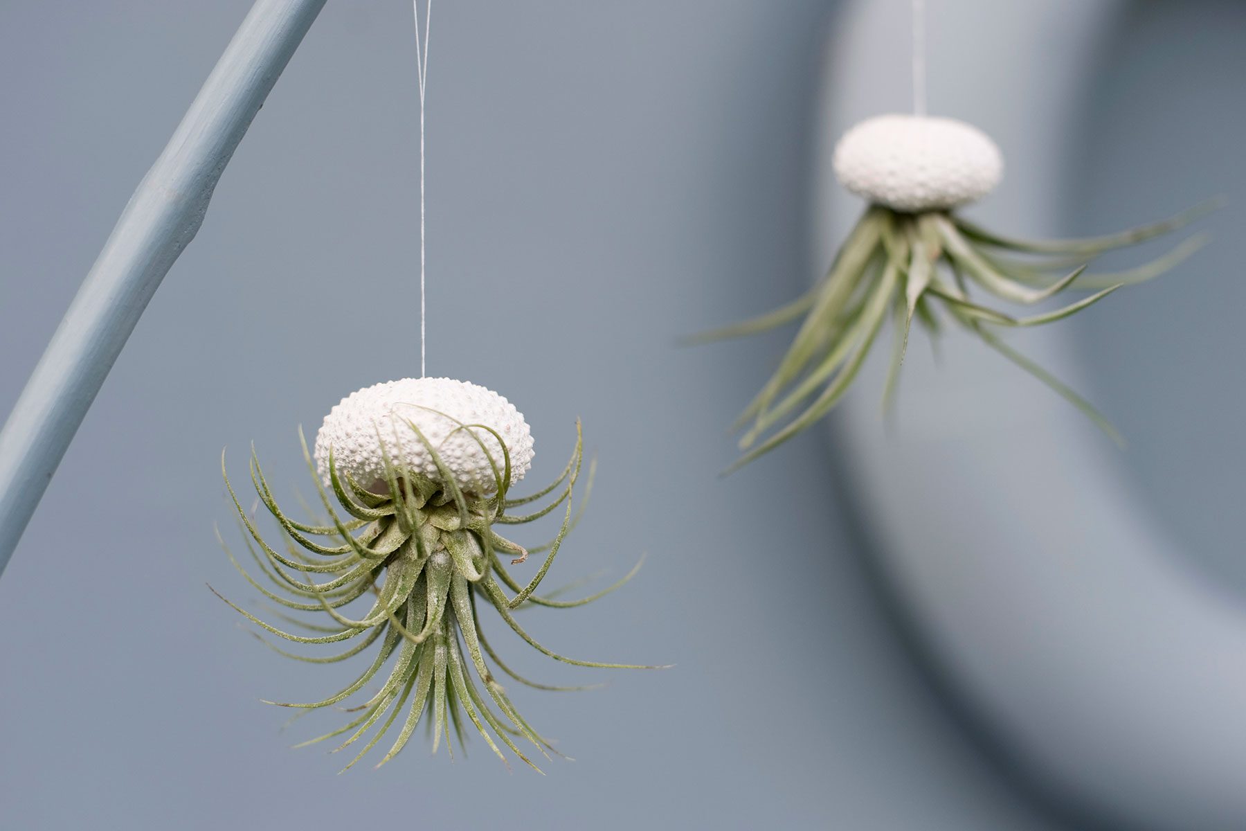 Air Plants hanging upside down