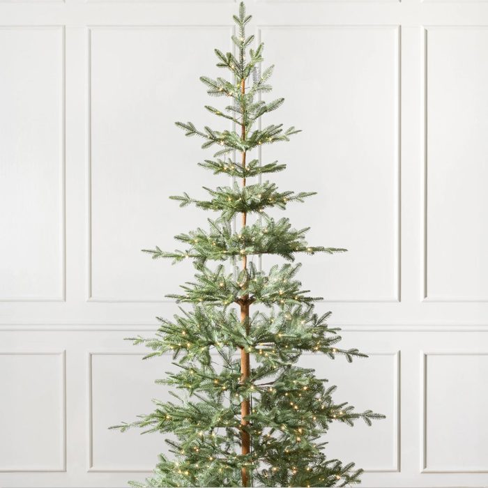Alpine Balsam Fir Tree