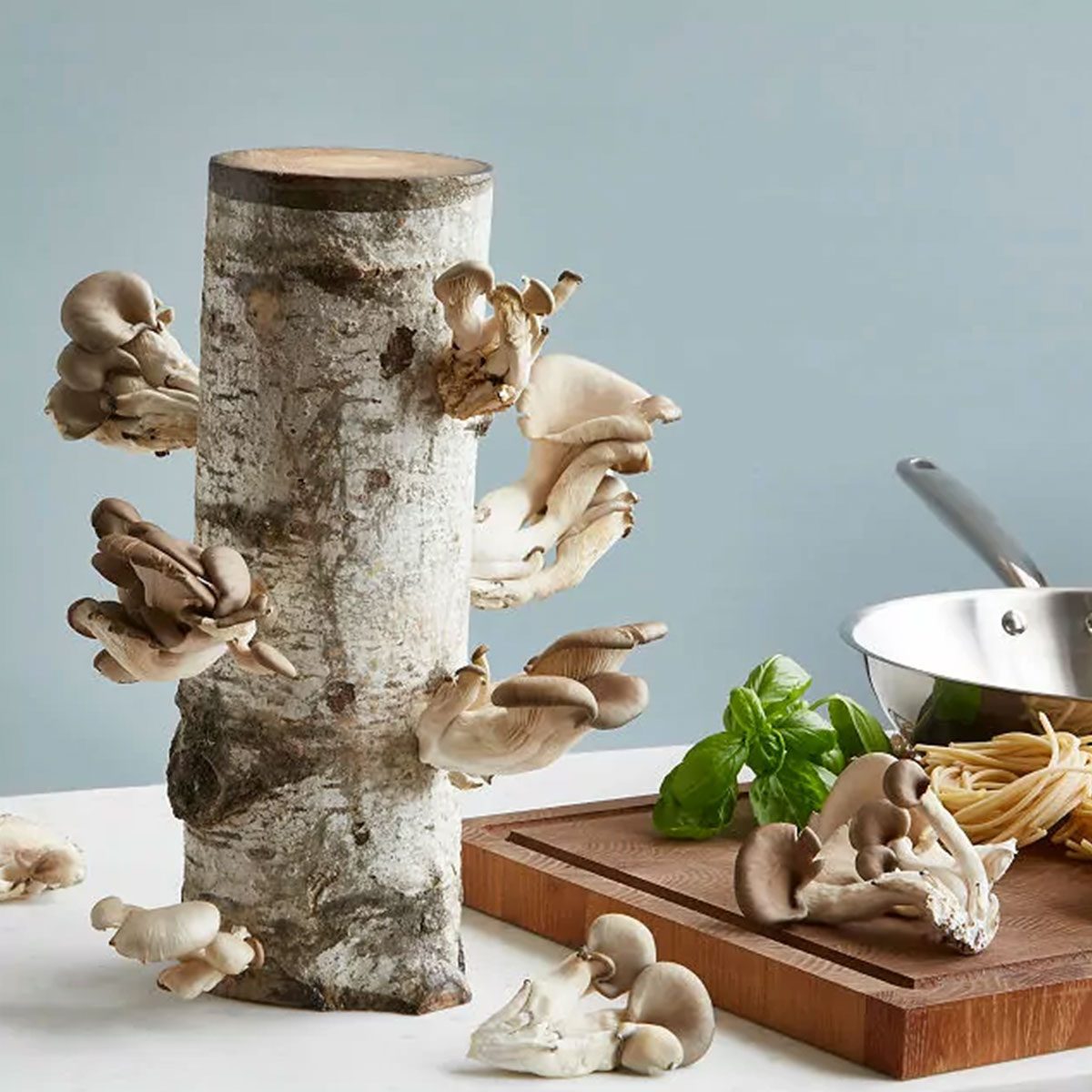 Mushroom Growing Kit