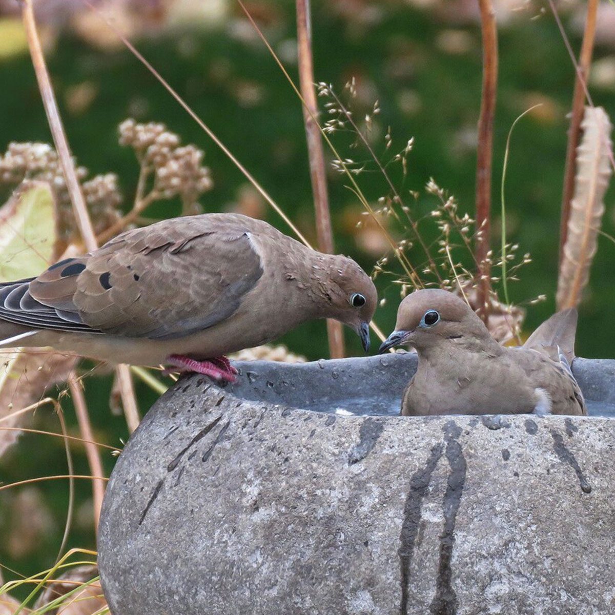 Stone Bird Bath