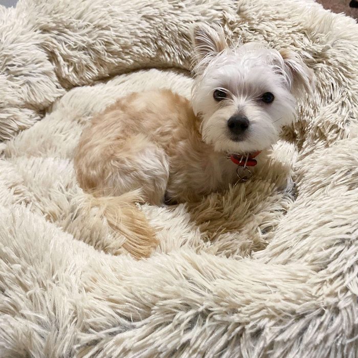 Toha24 Calming Donut Bed