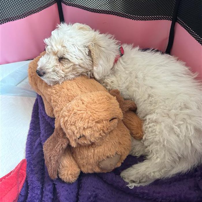 Toha24 Snuggle Puppy Madi Koetting 01 Ssedit