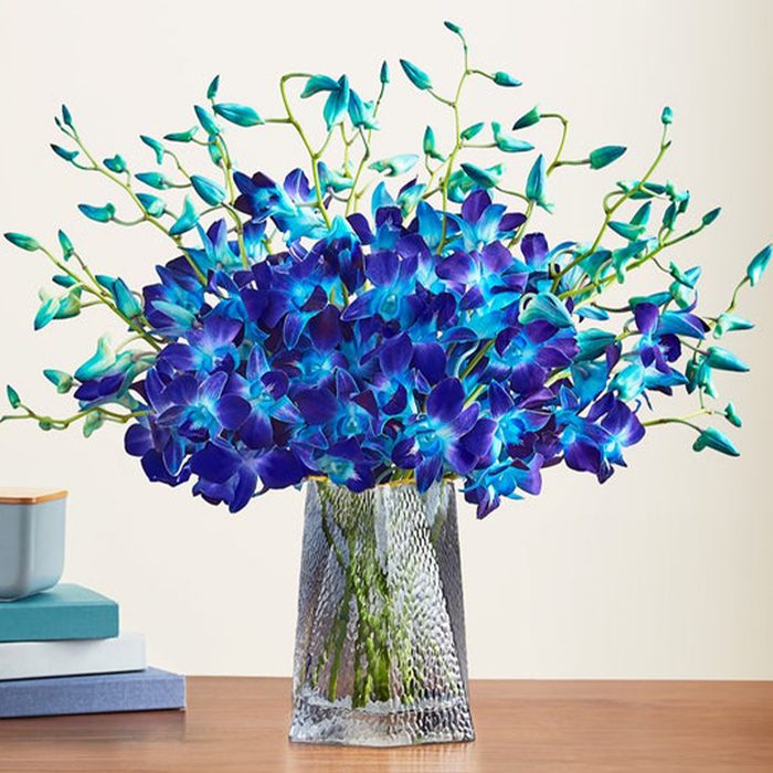 Ocean Breeze Orchids