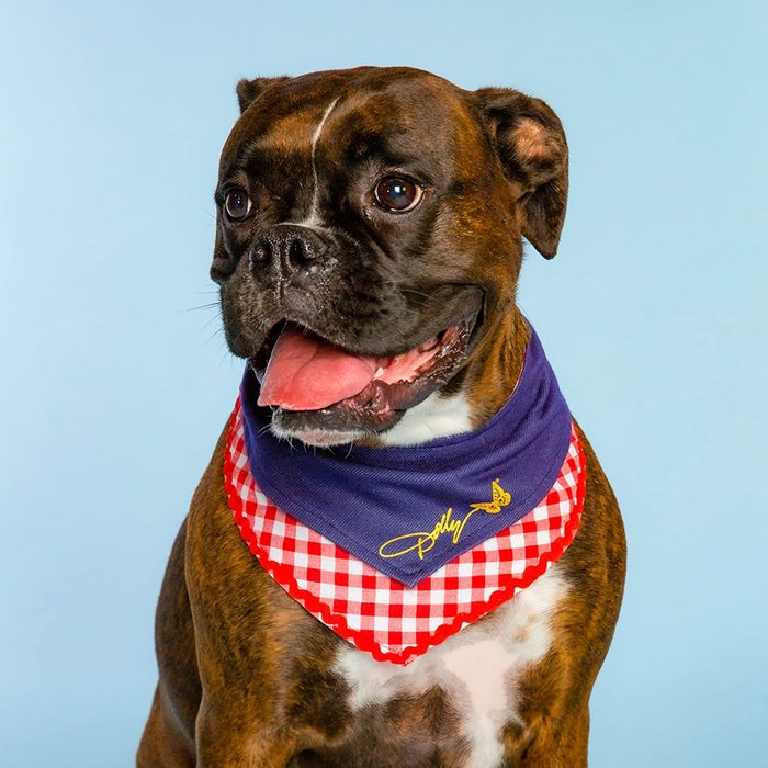 Doggy Parton Bandana