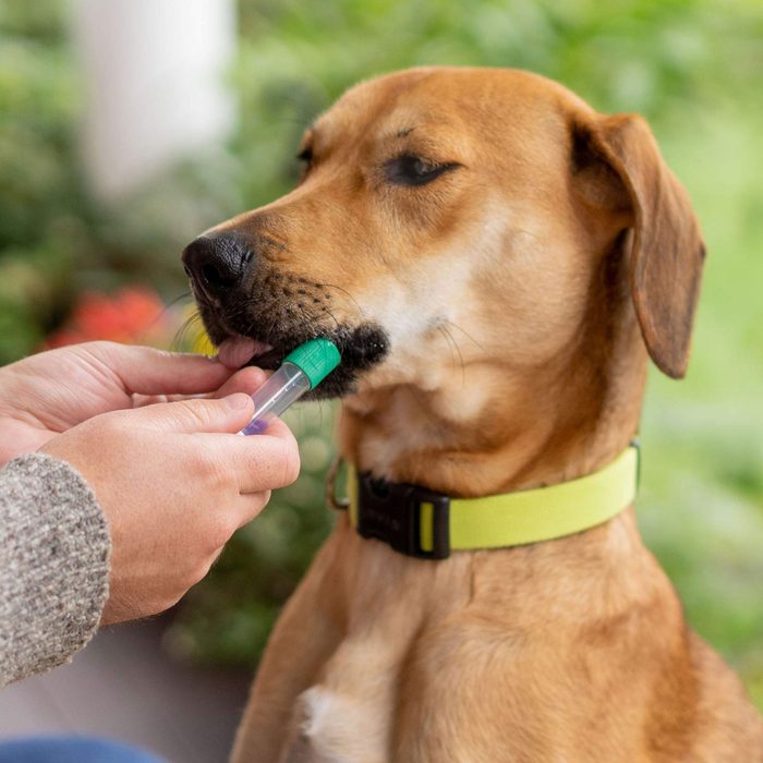 Embark Breed And Health Kit Dog Dna Test