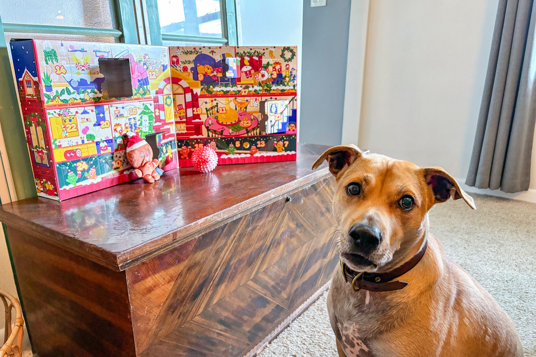 Dog in front of Bark Box Dog Advent Calendar 
