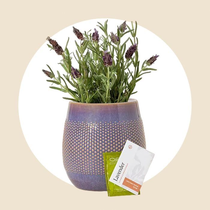 Self Watering Lavender Grow Kit Ecomm Via Uncommongoods.com 