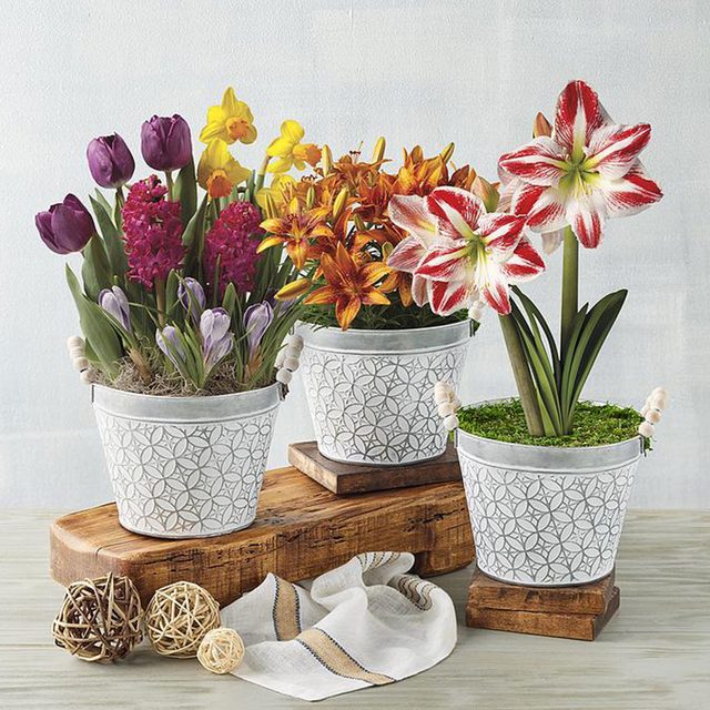 12 Month Bulb Of The Month Club