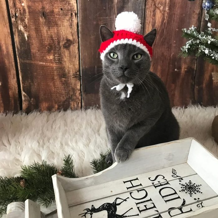 Toh Ecomm Pet Sized Santa Hat Via Etsy.com 