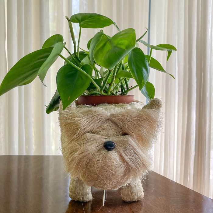 Toha24 Coconut Fiber Dog Planter Katie Bandurski 01 Otedit