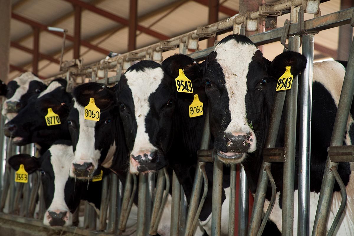How the Bird Flu Outbreak Is Affecting the Price of Milk, Eggs and Beef